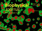 Prying into the Biophysics of Biological Condensates