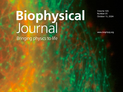 Novel Deep Learning–Based Double-Structure Network Method for Multi-Structure Synchronized Imaging