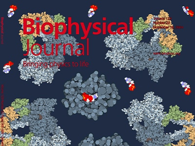 Exploring Ligand-Driven Allostery in a Muscle Protein