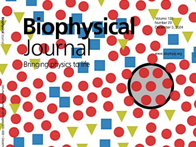 Phonon Modes in Nanostructured Lipid Bilayers