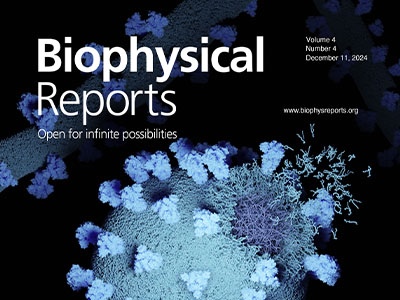 Engineering Stress as a Motivation for Filamentous Virus Morphology