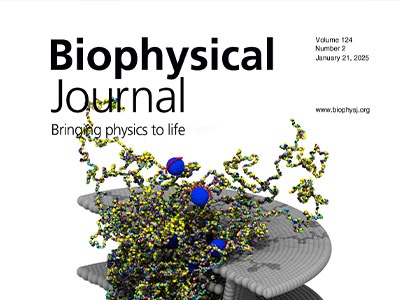 Visualizing the Essence of Nucleocytoplasmic Transport