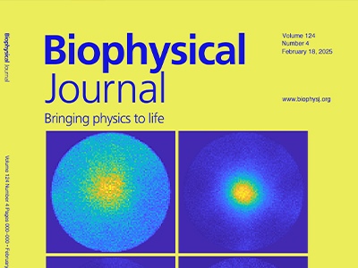 Active Transport Drives Spontaneous Organization in Cargo-Filament Systems