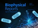 Quantifying Bacterial Membrane Potential Using Fluorescence Lifetime