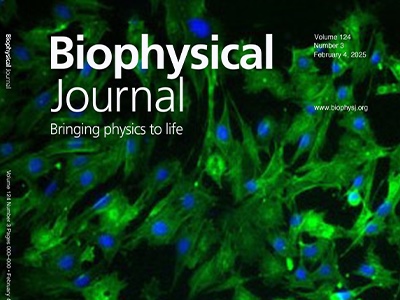 The Osmotic Clock: How Cell Swelling Affects Circadian Rhythms